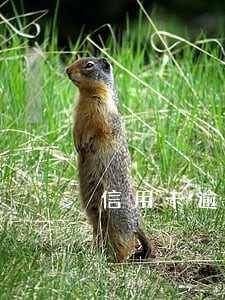 信用卡逾期代扣