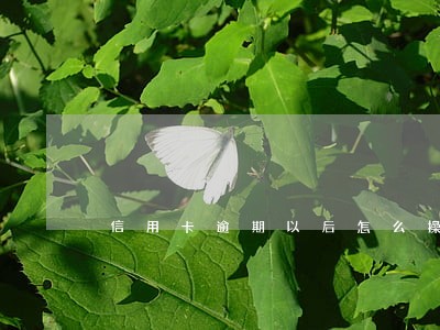 信用卡逾期以后怎么操作的 信用卡逾期以后怎么操作的