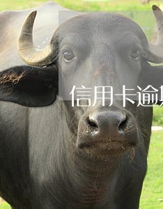 信用卡逾期以后记住五个电话 信用卡逾期以后记住五个电话