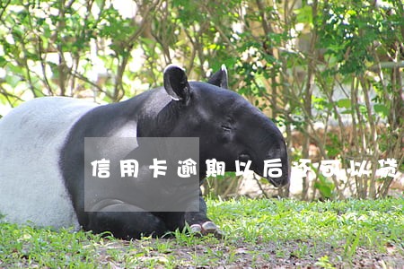 信用卡逾期以后还可以贷款吗