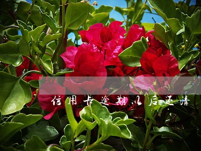 信用卡逾期以后还清 信用卡逾期以后还清