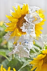 信用卡逾期以还还能申请信用卡