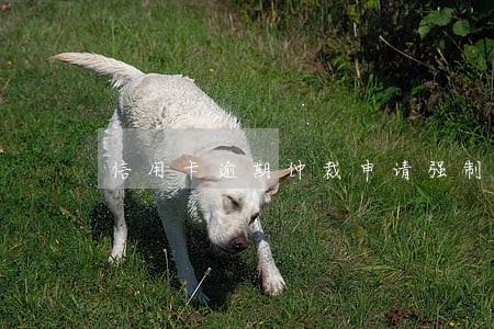信用卡逾期仲裁申请强制执行 信用卡逾期仲裁申请强制执行