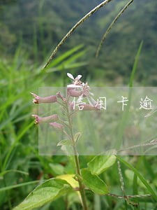 信用卡逾期会一直收利息吗 信用卡逾期会一直收利息吗