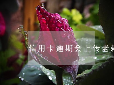 信用卡逾期会上传老赖名单吗 信用卡逾期会上传老赖名单吗