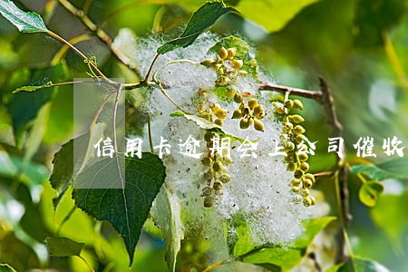 信用卡逾期会上公司催收吗 信用卡逾期会上公司催收吗