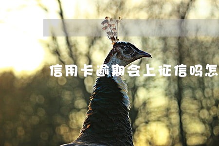 信用卡逾期会上征信吗怎么消除 信用卡逾期会上征信吗怎么消除