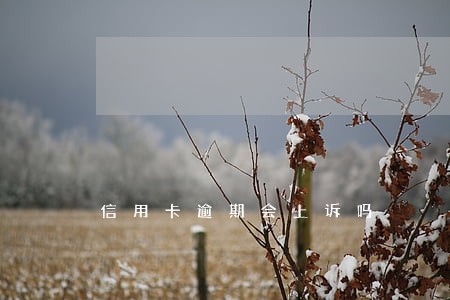 信用卡逾期会上诉吗 信用卡逾期会上诉吗