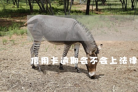 信用卡逾期会不会上法律 信用卡逾期会不会上法律