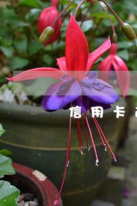 信用卡逾期会不会冻结个人财产 信用卡逾期会不会冻结个人财产