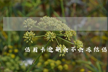 信用卡逾期会不会冻结信用卡 信用卡逾期会不会冻结信用卡