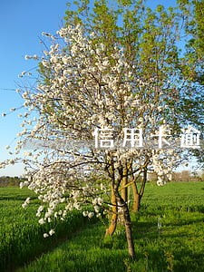 信用卡逾期会不会导致被拉黑