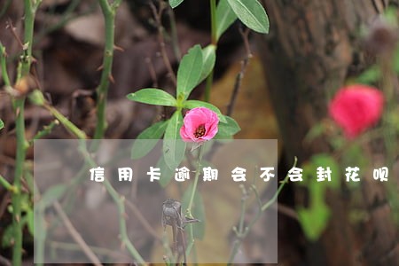 信用卡逾期会不会封花呗 信用卡逾期会不会封花呗