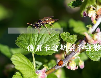 信用卡逾期会不会影响信誉 信用卡逾期会不会影响信誉