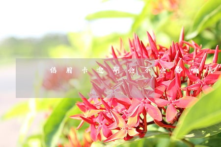 信用卡逾期会不会影响其他人 信用卡逾期会不会影响其他人