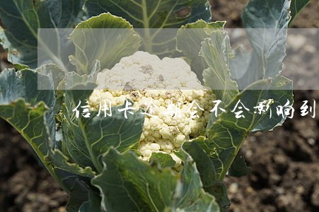 信用卡逾期会不会影响到房贷 信用卡逾期会不会影响到房贷