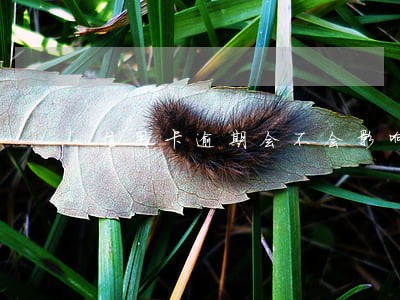 信用卡逾期会不会影响购车 信用卡逾期会不会影响购车