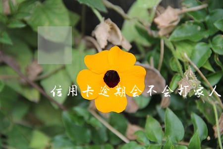 信用卡逾期会不会打家人电话 信用卡逾期会不会打家人电话