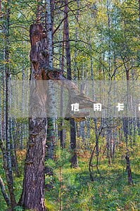 信用卡逾期会不会拍卖车 信用卡逾期会不会拍卖车