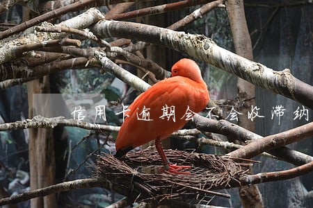信用卡逾期会不会收滞纳金