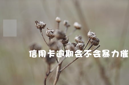信用卡逾期会不会暴力催收 信用卡逾期会不会暴力催收