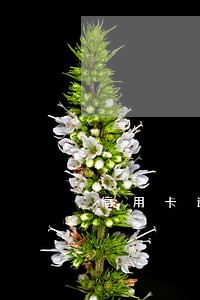 信用卡逾期会不会有影响