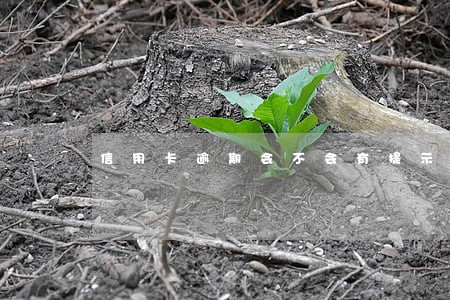 信用卡逾期会不会有提示