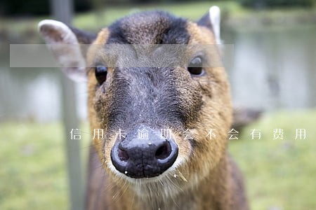 信用卡逾期会不会有费用 信用卡逾期会不会有费用