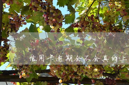 信用卡逾期会不会真的上门走访 信用卡逾期会不会真的上门走访