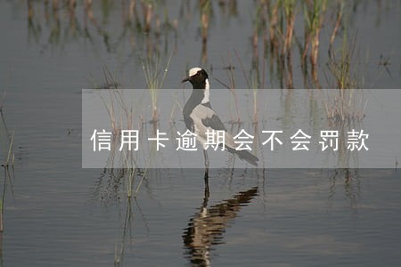 信用卡逾期会不会罚款