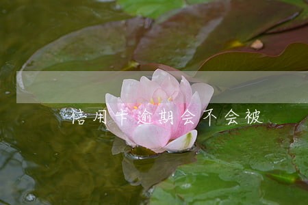 信用卡逾期会不会被