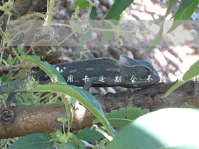 信用卡逾期会不会被停卡