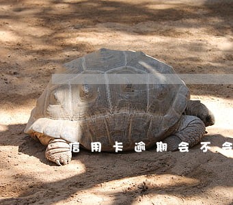 信用卡逾期会不会被电话骚扰 信用卡逾期会不会被电话骚扰