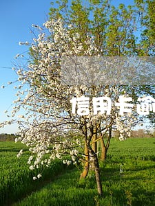 信用卡逾期会不会被限制出入境 信用卡逾期会不会被限制出入境