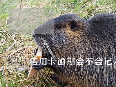 信用卡逾期会不会记入征信 信用卡逾期会不会记入征信