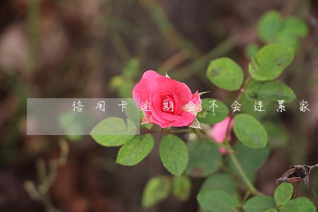 信用卡逾期会不会连累家里人 信用卡逾期会不会连累家里人