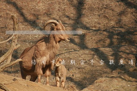 信用卡逾期会不会额度清零 信用卡逾期会不会额度清零