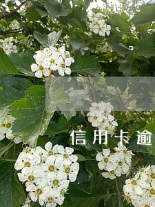 信用卡逾期会不接电话 信用卡逾期会不接电话