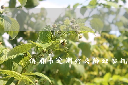 信用卡逾期会交给公安机关处理吗 信用卡逾期会交给公安机关处理吗