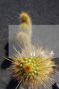 信用卡逾期会代协商吗 信用卡逾期会代协商吗