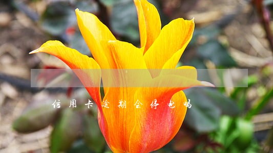 信用卡逾期会停电吗 信用卡逾期会停电吗