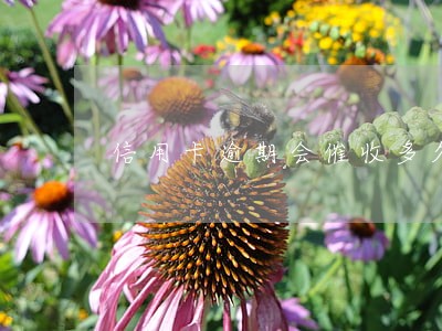 信用卡逾期会催收多久 信用卡逾期会催收多久