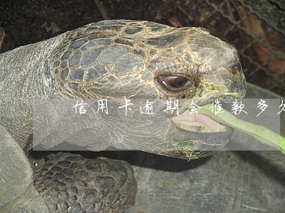 信用卡逾期会催款多久