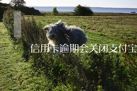 信用卡逾期会关闭支付宝吗