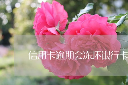 信用卡逾期会冻坏银行卡吗 信用卡逾期会冻坏银行卡吗