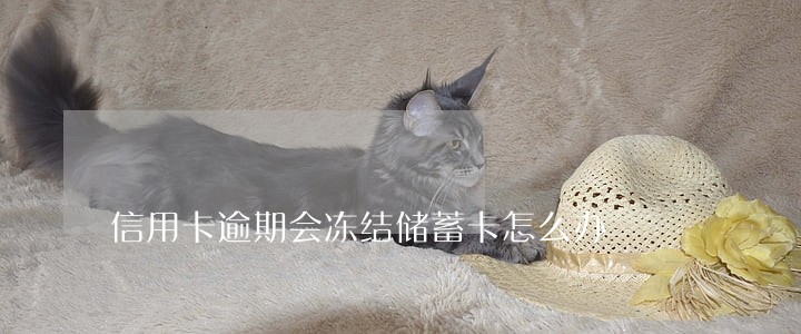 信用卡逾期会冻结储蓄卡怎么办
