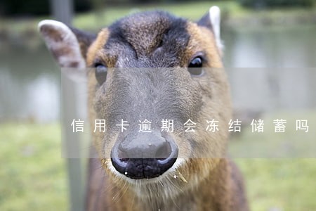 信用卡逾期会冻结储蓄吗 信用卡逾期会冻结储蓄吗