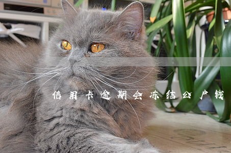 信用卡逾期会冻结公户钱吗 信用卡逾期会冻结公户钱吗