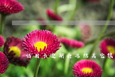 信用卡逾期会冻结其它银行存款吗 信用卡逾期会冻结其它银行存款吗