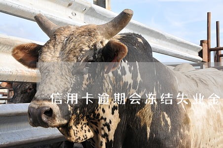 信用卡逾期会冻结失业金吗